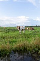 Niederländische Landschaft mit Kühen