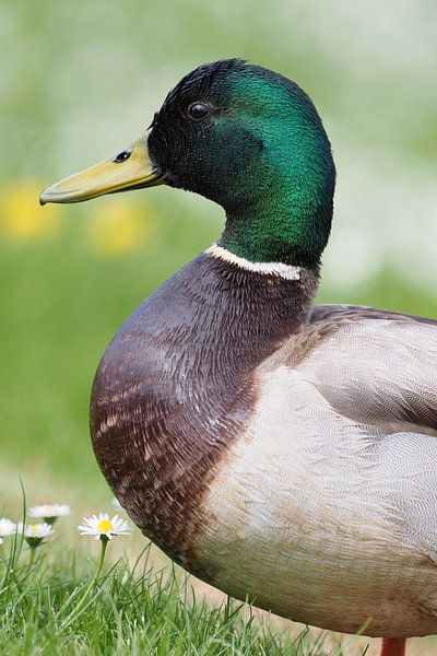 Eine Nahaufnahme einer männlichen Stockente von Astrid Brouwers