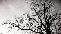 Boom in zwart wit