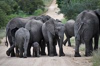 Herd of elephants with a young