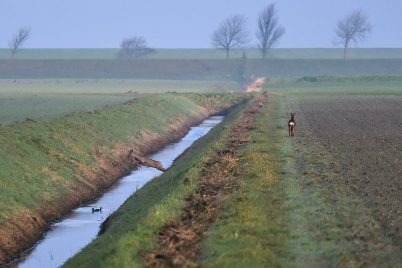 Chevreuils par Henk de Boer