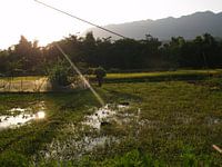 Vietnamese rice field