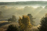 Dawn on Brunssummer Heath