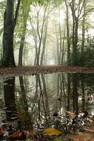 Fog and reflection in the Veluwe forest