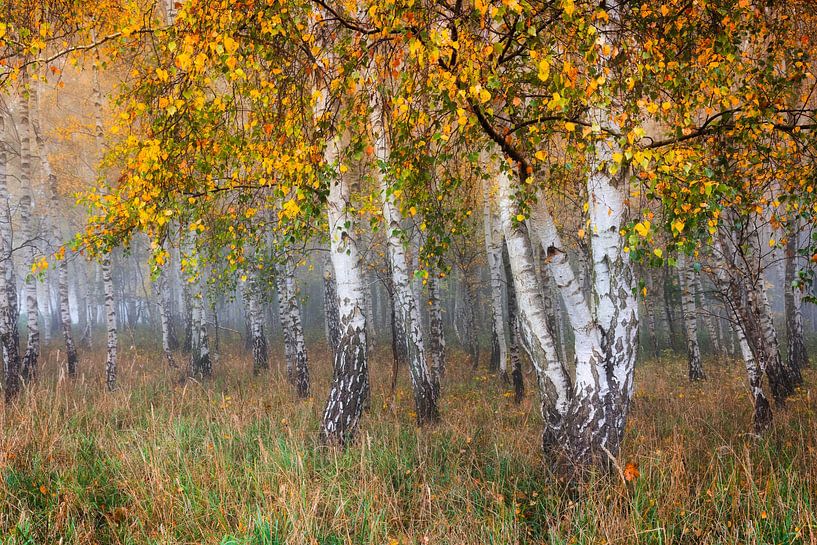 herbstlicher Birkenwald von Daniela Beyer