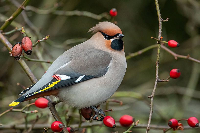 Bully by Linda Raaphorst