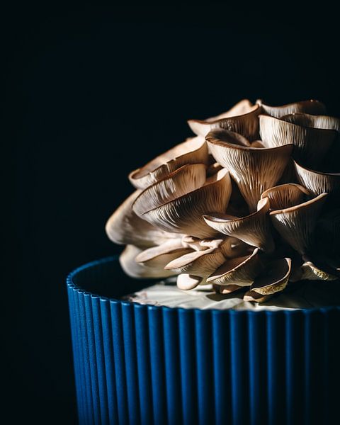 Oyster mushroom by Daisy de Fretes