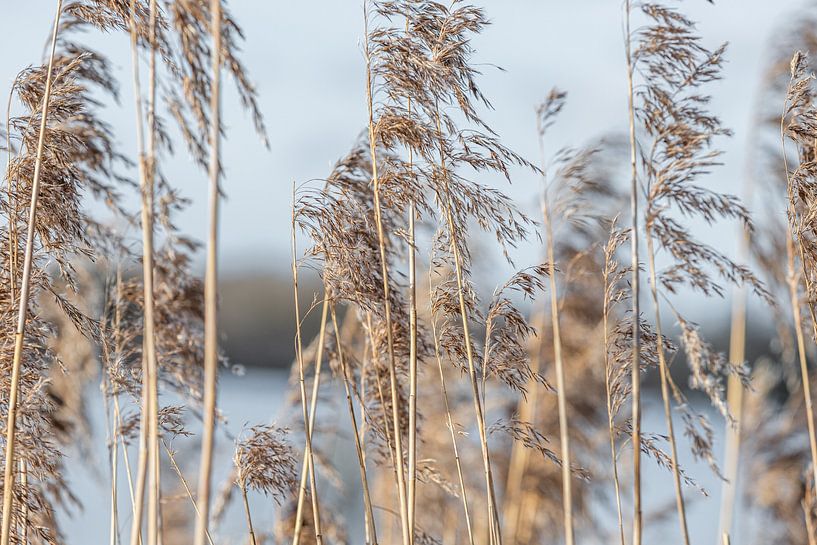 Gold im Wind von Nicole Schmidt