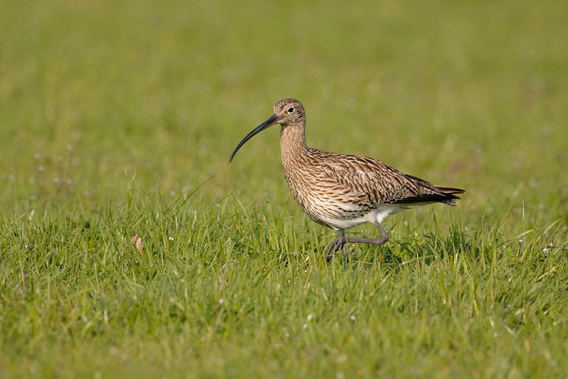 Grosser Brachvogel ( Numenius arquata ) bei der Nahrungssuche auf einer nassfeuchten Wiese im Frühja von wunderbare Erde