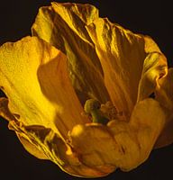 Coquelicot jaune