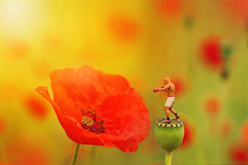 poppy by Remko Killaars