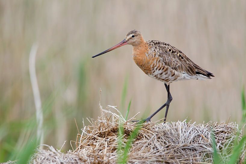 Barge à queue noire par Mark van der Walle