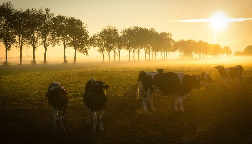 Curious cows in the fog by peterheinspictures
