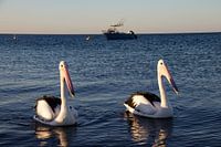 Hungrige Pelikane kommen, um einen Blick zu werfen