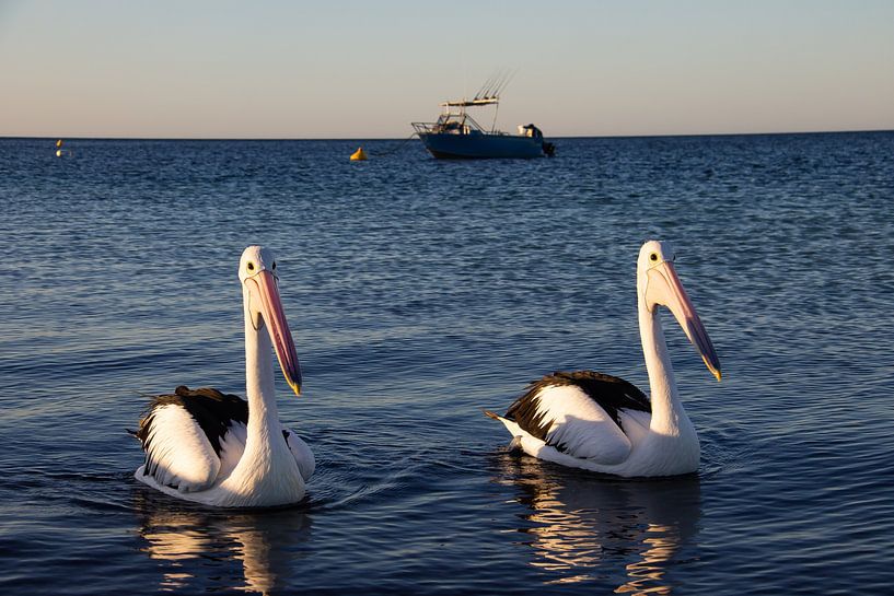 Hungrige Pelikane kommen, um einen Blick zu werfen von Lizette Schuurman