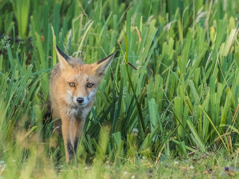 here is the vox by Andre Bolhoeve