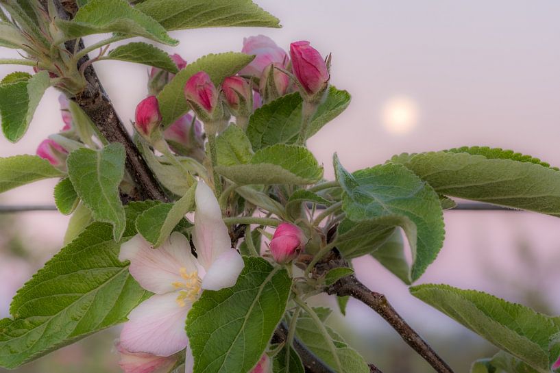 Bloesem kleurt roze par Moetwil en van Dijk - Fotografie