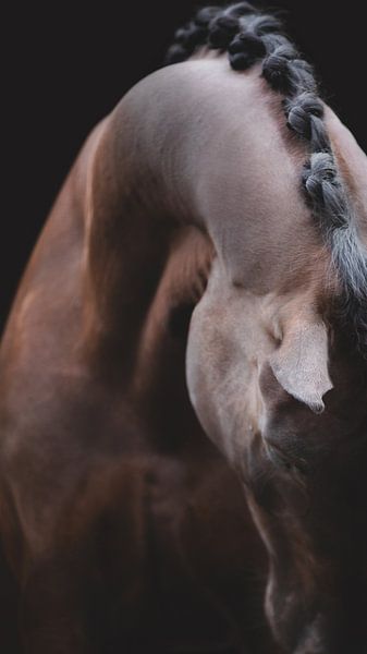 Bildende Kunst für Pferde von Estelle Roelofs