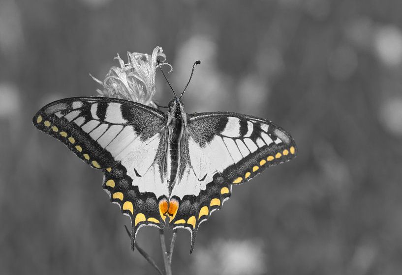 Aufwärmphase von Ursula Di Chito