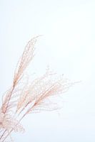 Minimalistic grass in colour