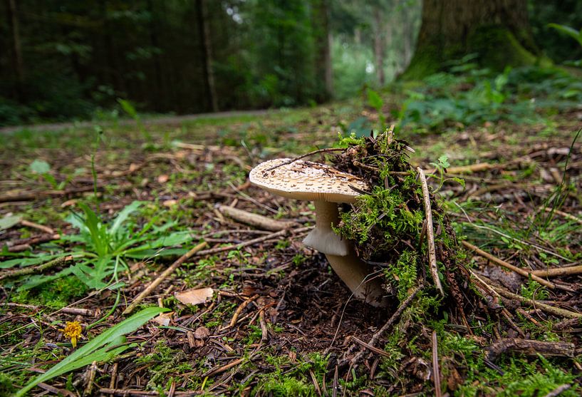 Mushroom (yellow tuber manite) by Johan Vet