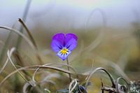 Dune violet in its surroundings.