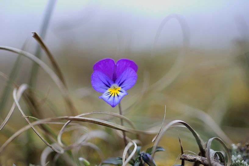 Dune violet in its surroundings. by Paul Groefsema