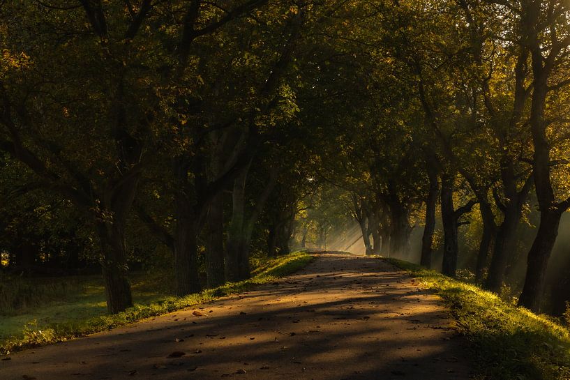 Nebliger Morgen, Marienwaerdt von Nynke Altenburg