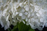 Hortensia