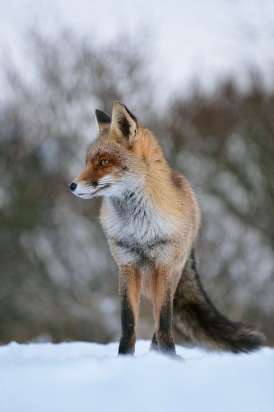 en train d&#039;attendre... Renard roux *Vulpes vulpes*, renard dans la neige par wunderbare Erde