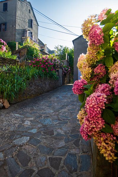 narrow alley with flowers by Youri Mahieu