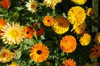 Vielfarbige Ringelblumenblüten. Ringelblume (Calendula officinalis).