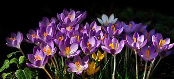 Cheerful crocuses by Corinne Welp