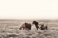 Iceland Wild Horses Creme