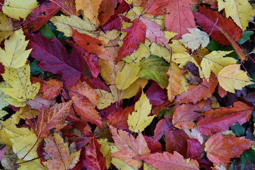 Herbstlaub im Wald von Claude Laprise