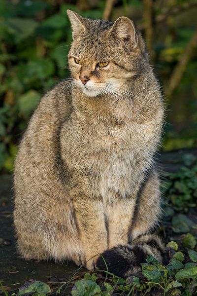 Wilde kat zit by Fokko Erhart