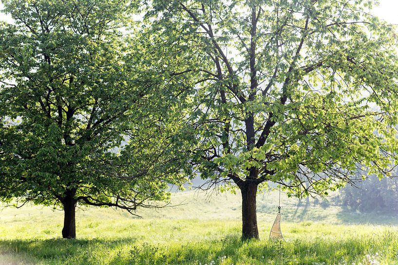 Matin vert ..! par Miranda van Hulst