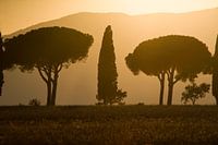 Zypressen und Schirmkiefern in Marina della Pescaia, Toskana