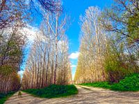 Un choix entre deux voies