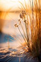 Beach Impressions No 1