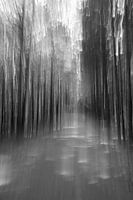Piste cyclable dans la forêt, noir et blanc