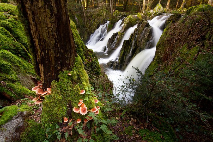 Wasserfall im Wald von Sam Mannaerts