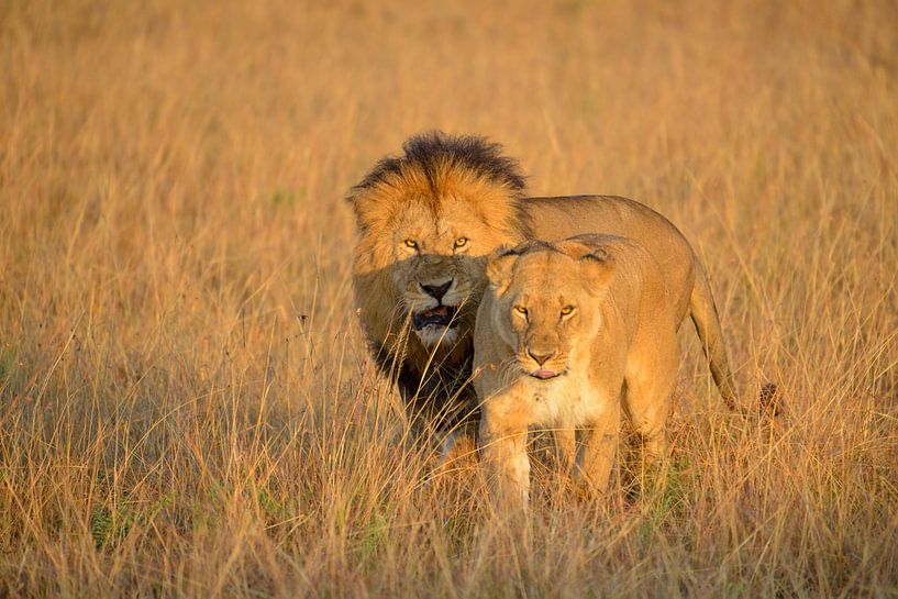 Löwe und Löwin in der Savanne in Kenia von Jan Fritz