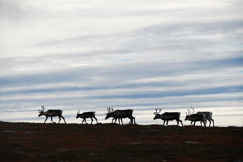 Reindeer in the north of Sweden by Lars-Olof Nilsson