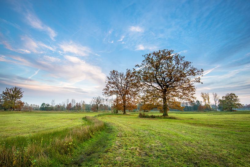 Beekbergerwoud by Frederik van der Veer