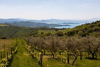 Vineyard Lago Trasimeno