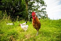 Chickens and Rooster in the wild