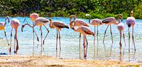 Young Flamingos on Bonaire