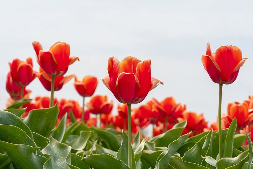 Tulipes orange par MMFoto
