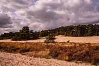 Trees on sand 8 - Loonse en Drunense Duinen
